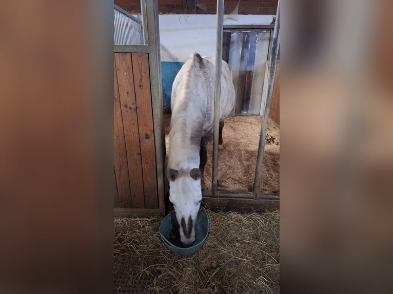 Inne kuce/małe konie Mix Klacz 20 lat 140 cm Siwa in Bad Grönenbach