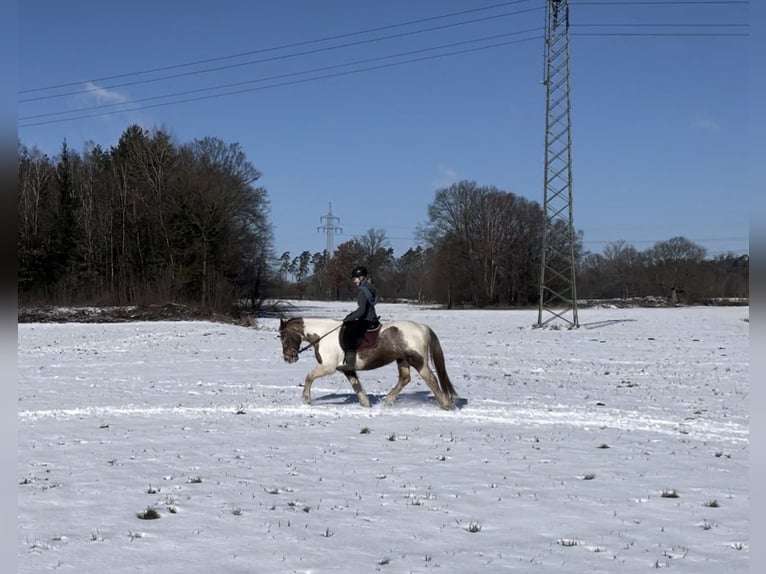Inne kuce/małe konie Mix Klacz 26 lat 145 cm Srokata in Uelzen