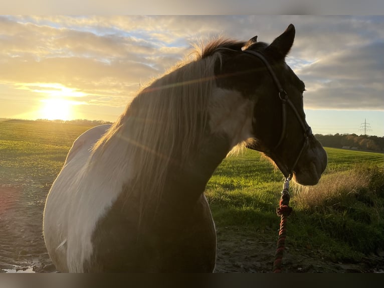 Inne kuce/małe konie Mix Klacz 26 lat 145 cm Srokata in Uelzen