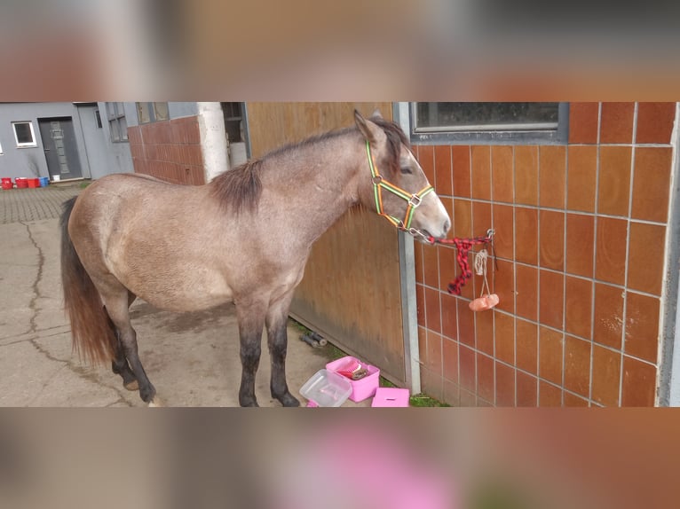 Inne kuce/małe konie Klacz 2 lat 140 cm Bułana in Walmenroth