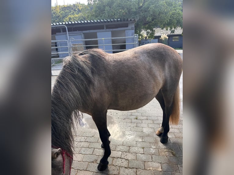 Inne kuce/małe konie Klacz 2 lat 140 cm Bułana in Walmenroth