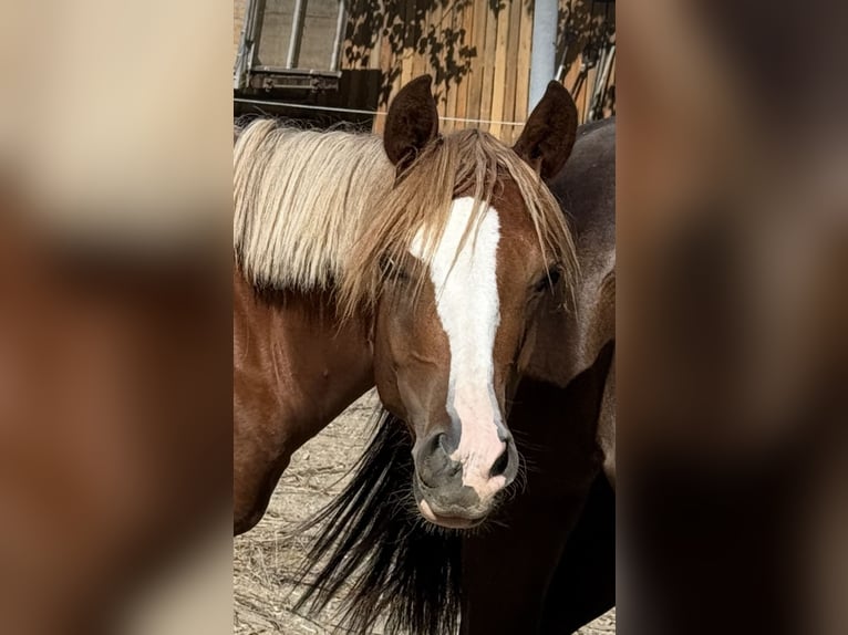 Inne kuce/małe konie Klacz 2 lat 146 cm Kasztanowata in Göllersdorf
