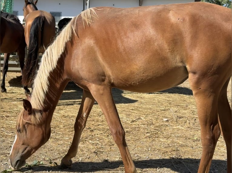Inne kuce/małe konie Klacz 2 lat 146 cm Kasztanowata in Göllersdorf