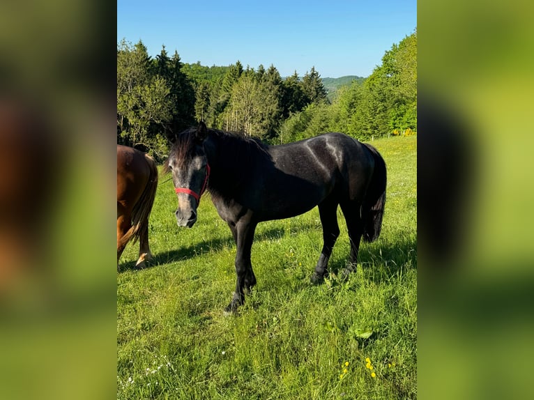 Inne kuce/małe konie Klacz 2 lat 155 cm Może być siwy in Daleiden