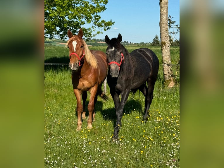 Inne kuce/małe konie Klacz 2 lat 155 cm Może być siwy in Daleiden