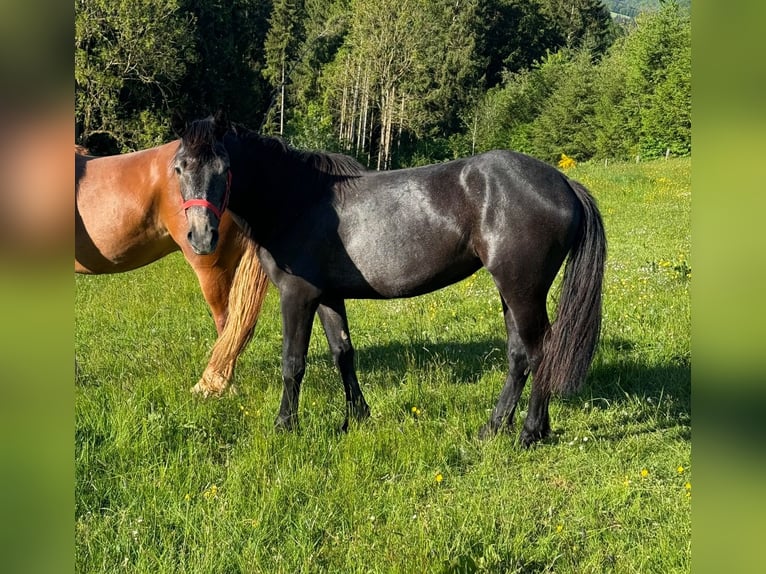 Inne kuce/małe konie Klacz 2 lat 155 cm Może być siwy in Daleiden