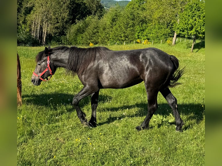 Inne kuce/małe konie Klacz 2 lat 155 cm Może być siwy in Daleiden