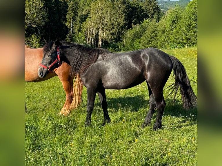Inne kuce/małe konie Klacz 2 lat 155 cm Może być siwy in Daleiden