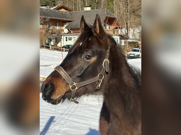 Inne kuce/małe konie Klacz 2 lat Gniada in St Wolfgang
