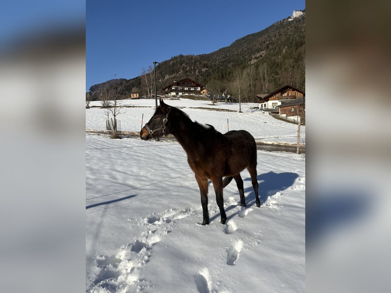 Inne kuce/małe konie Klacz 2 lat Gniada in St Wolfgang