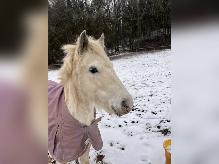 Inne kuce/małe konie Mix Klacz 3 lat 125 cm Siwa in Pilsach