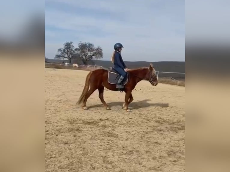 Inne kuce/małe konie Klacz 3 lat 130 cm Kasztanowata in Rechnitz