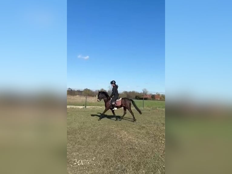 Inne kuce/małe konie Mix Klacz 3 lat 135 cm Ciemnogniada in Wolsztyn