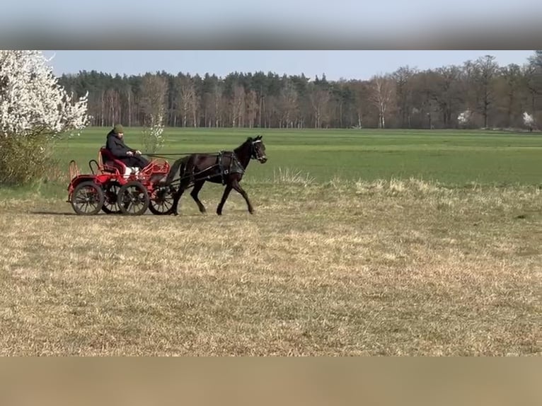 Inne kuce/małe konie Mix Klacz 3 lat 135 cm Ciemnogniada in Wolsztyn