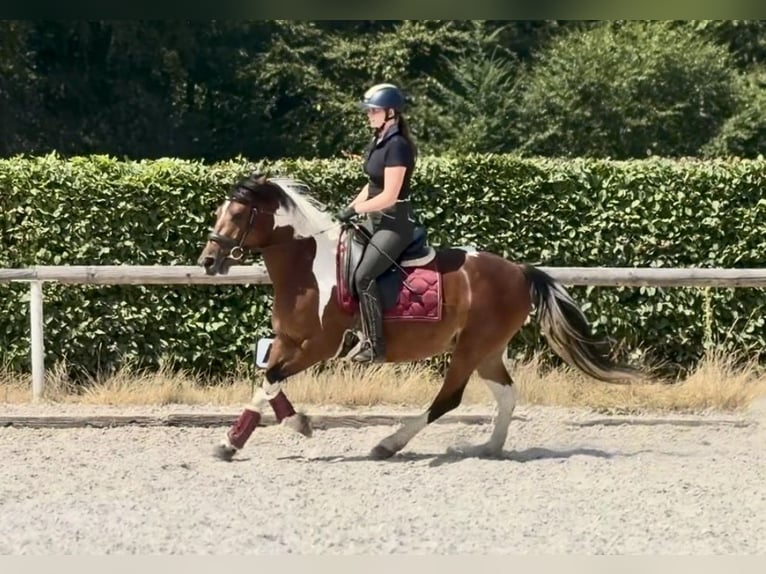 Inne kuce/małe konie Klacz 3 lat 135 cm Srokata in Neustadt (Wied)