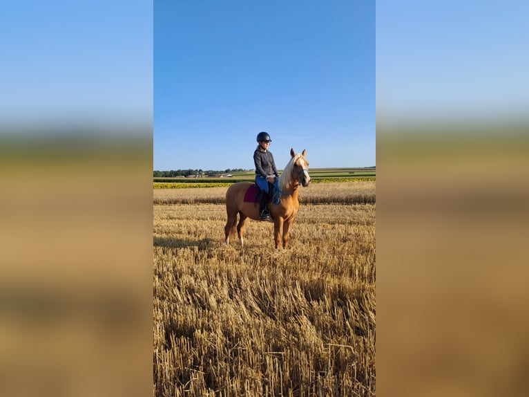 Inne kuce/małe konie Mix Klacz 3 lat 140 cm Izabelowata in Sul&#xF3;w