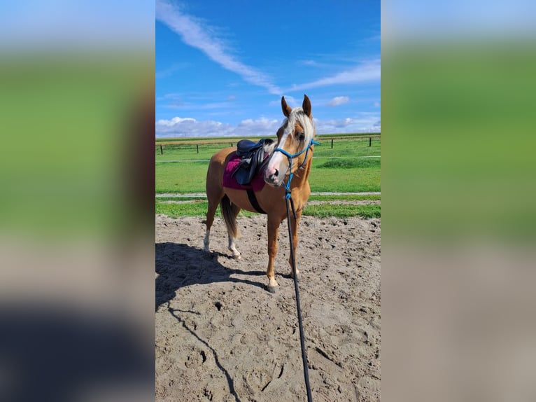 Inne kuce/małe konie Mix Klacz 3 lat 140 cm Izabelowata in Sulów Inne kuce/małe konie Mix Klacz 3 lat 140 cm Izabelowata in Sulów