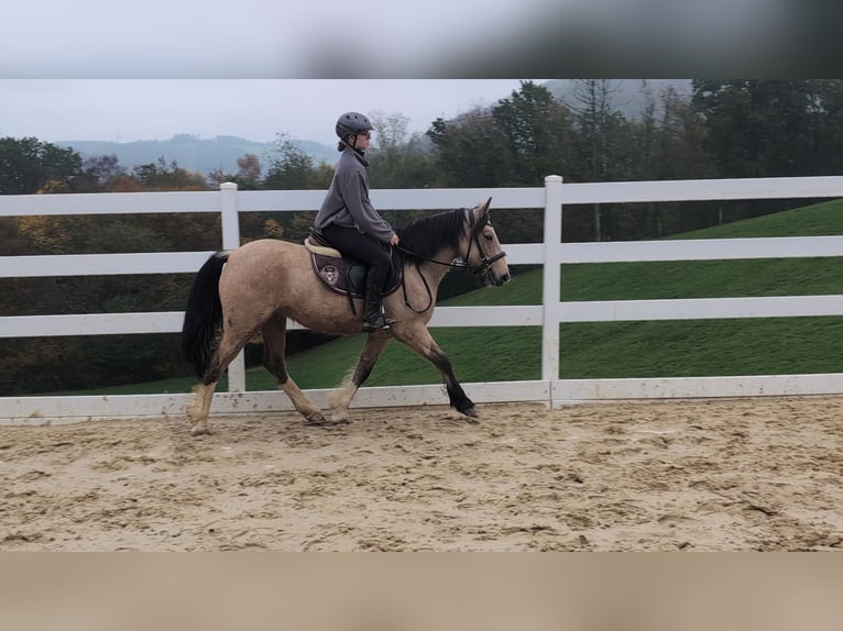 Inne kuce/małe konie Klacz 3 lat 142 cm Jelenia in Morsbach