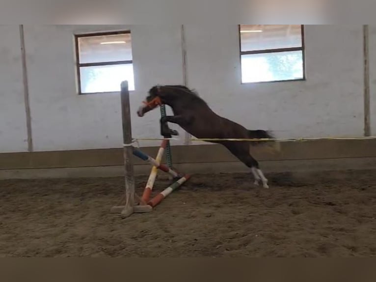 Inne kuce/małe konie Klacz 3 lat 142 cm Kasztanowata in Békéscsaba