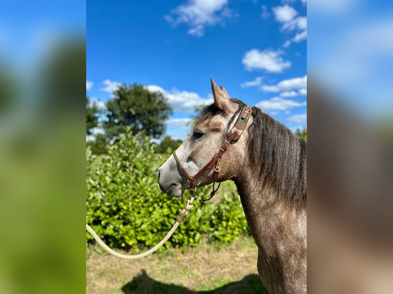 Inne kuce/małe konie Mix Klacz 3 lat 142 cm Stalowosiwy in Emlichheim