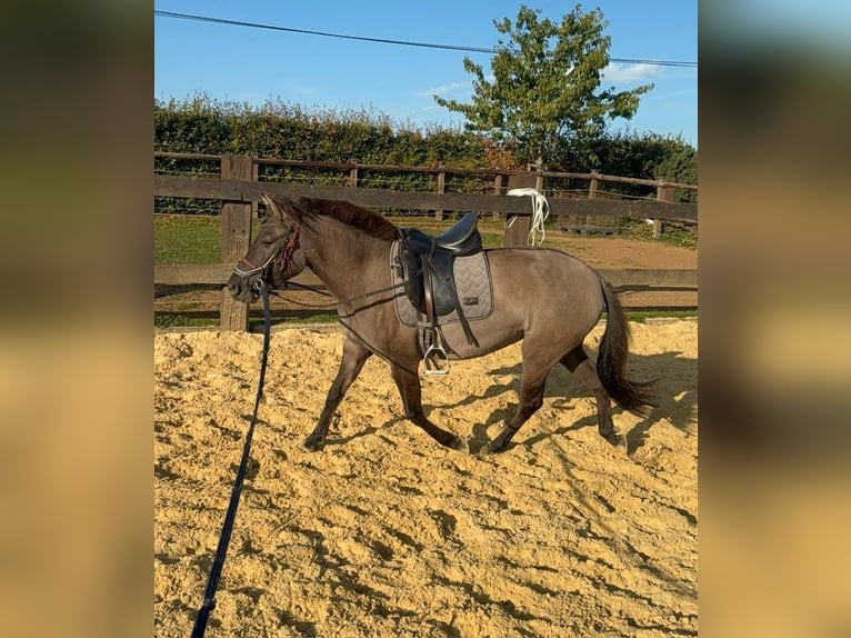 Inne kuce/małe konie Klacz 3 lat 143 cm Grullo in Daleiden