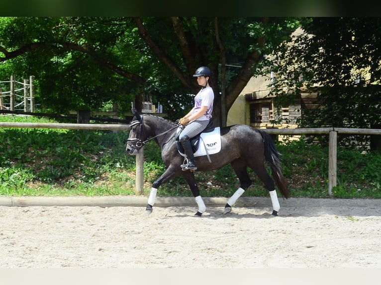 Inne kuce/małe konie Klacz 3 lat 146 cm Siwa in Wellheim