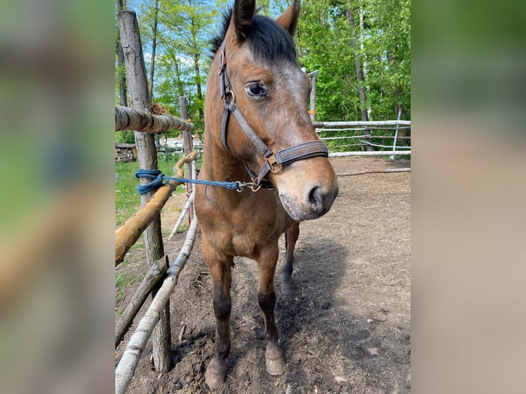 Inne kuce/małe konie Klacz 3 lat 160 cm Tarantowata in Przeryty B&#xF3;r