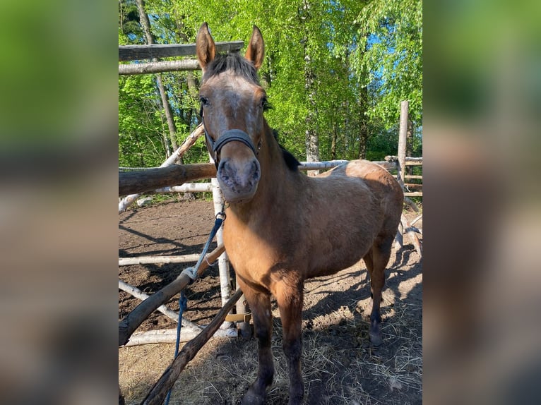 Inne kuce/małe konie Klacz 3 lat 160 cm Tarantowata in Przeryty B&#xF3;r