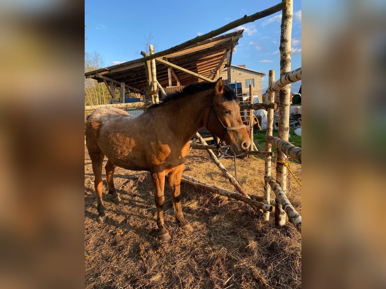 Inne kuce/małe konie Klacz 3 lat 160 cm Tarantowata in Przeryty B&#xF3;r