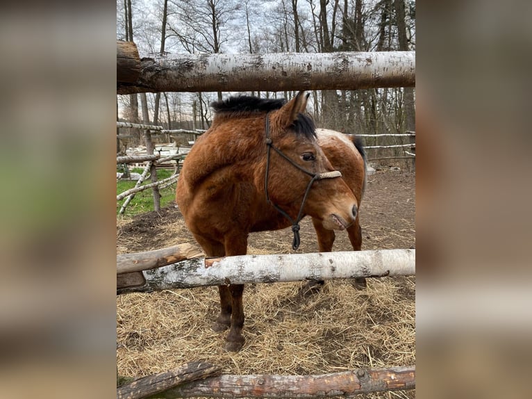 Inne kuce/małe konie Klacz 3 lat 160 cm Tarantowata in Przeryty B&#xF3;r