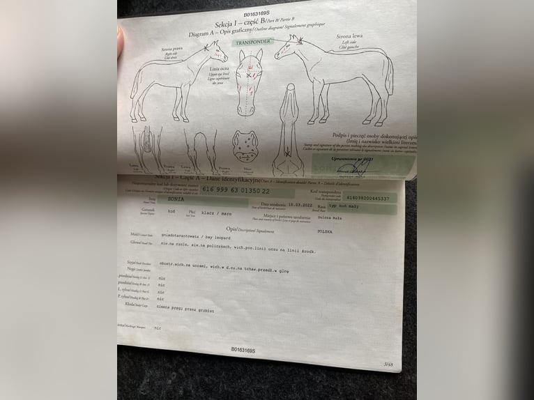 Inne kuce/małe konie Klacz 3 lat 160 cm Tarantowata in Przeryty B&#xF3;r