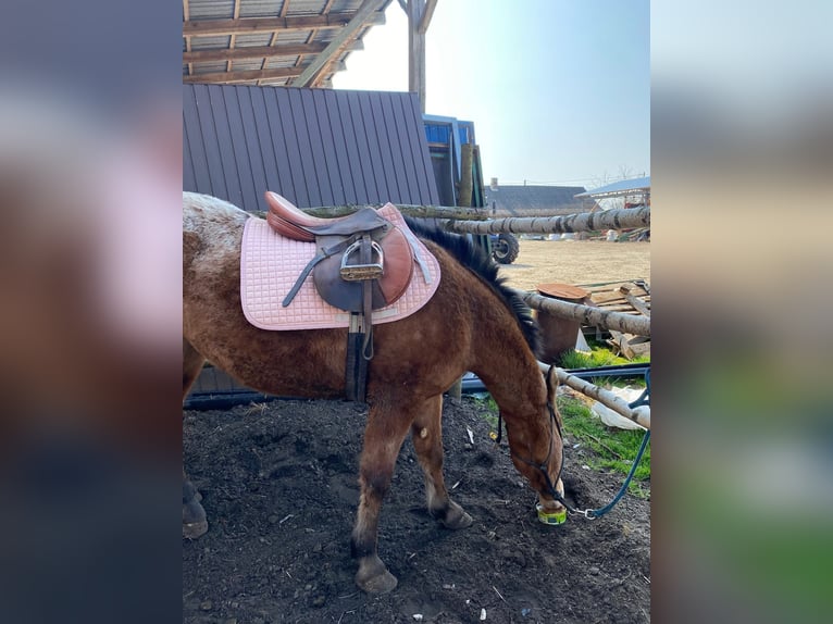Inne kuce/małe konie Klacz 3 lat 160 cm Tarantowata in Przeryty B&#xF3;r