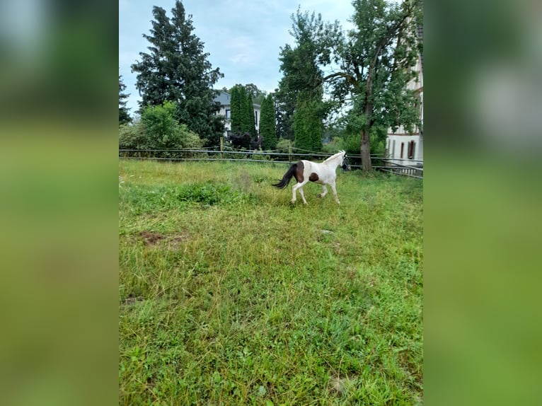 Inne kuce/małe konie Klacz 4 lat 116 cm Srokata in Bad Saulgau