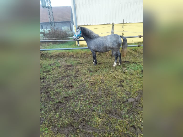 Inne kuce/małe konie Mix Klacz 4 lat 123 cm in Bad Saulgau