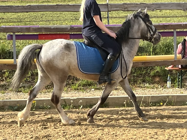 Inne kuce/małe konie Klacz 4 lat 125 cm Siwa in Ursensollen