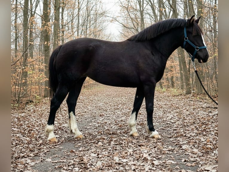 Inne kuce/małe konie Klacz 4 lat 137 cm Kara in Békéscsaba