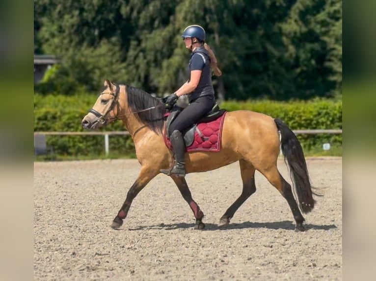Inne kuce/małe konie Klacz 4 lat 138 cm Bułana in Neustadt (Wied)