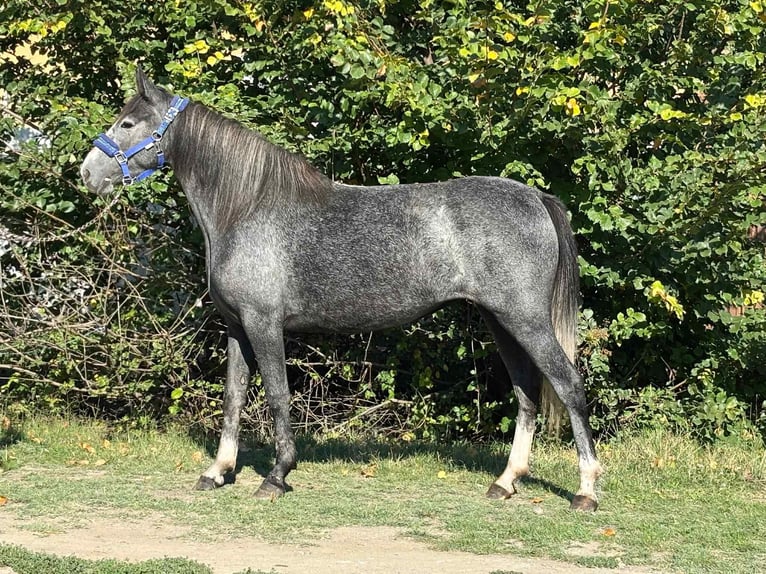 Inne kuce/małe konie Klacz 4 lat 140 cm Siwa in Békés Inne kuce/małe konie Klacz 4 lat 140 cm Siwa in Békés