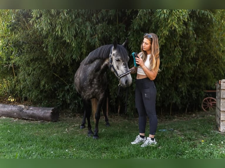 Inne kuce/małe konie Klacz 4 lat 142 cm Siwa in &#xD6;cs&#xF6;d