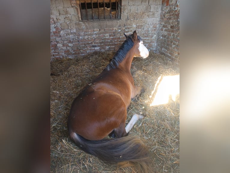 Inne kuce/małe konie Klacz 4 lat 145 cm Gniada in Csabaszabadi