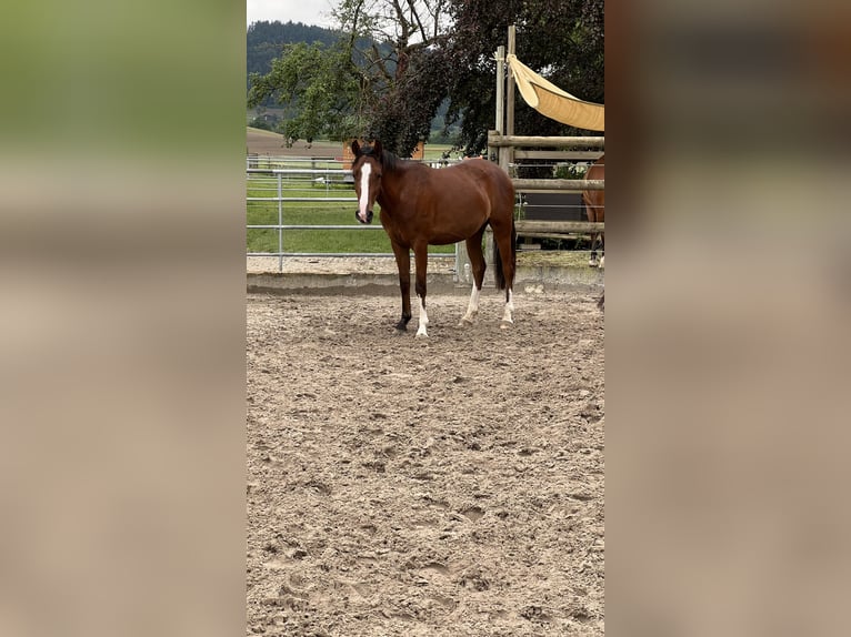 Inne kuce/małe konie Klacz 4 lat 145 cm Gniada in Kottwil