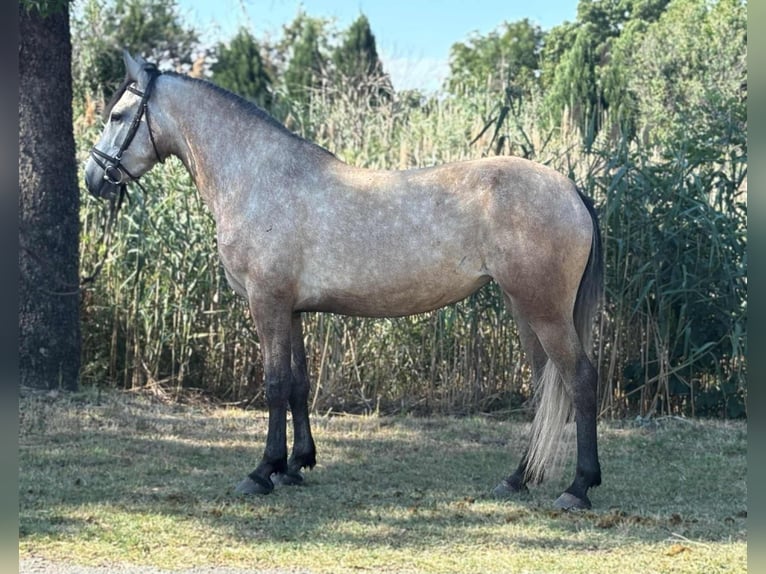 Inne kuce/małe konie Klacz 4 lat 145 cm Jelenia in B&#xE9;kes