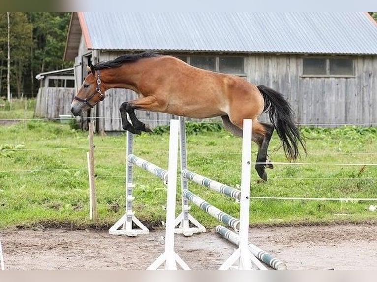 Inne kuce/małe konie Klacz 4 lat 146 cm Gniada in Pärnumaa