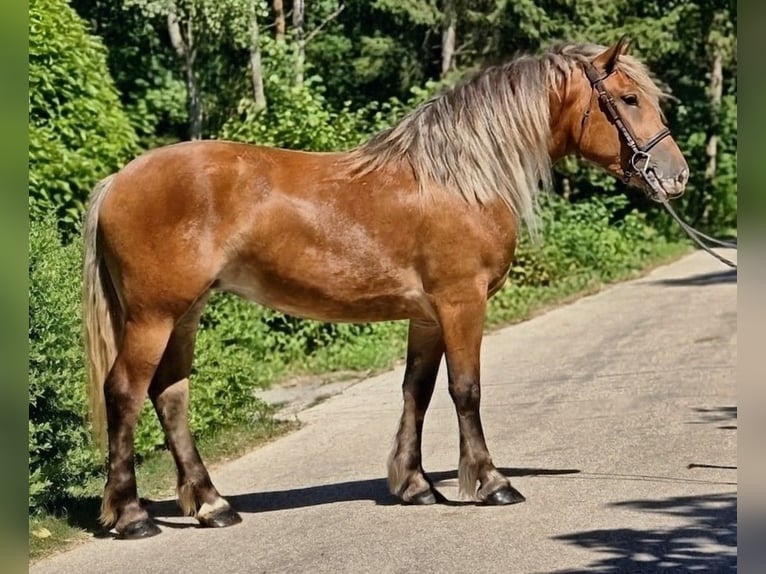Inne kuce/małe konie Klacz 4 lat 146 cm Jelenia in Békéscsaba