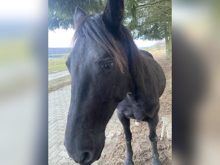 Inne kuce/małe konie Mix Klacz 4 lat 146 cm Kara in Wörth am Main