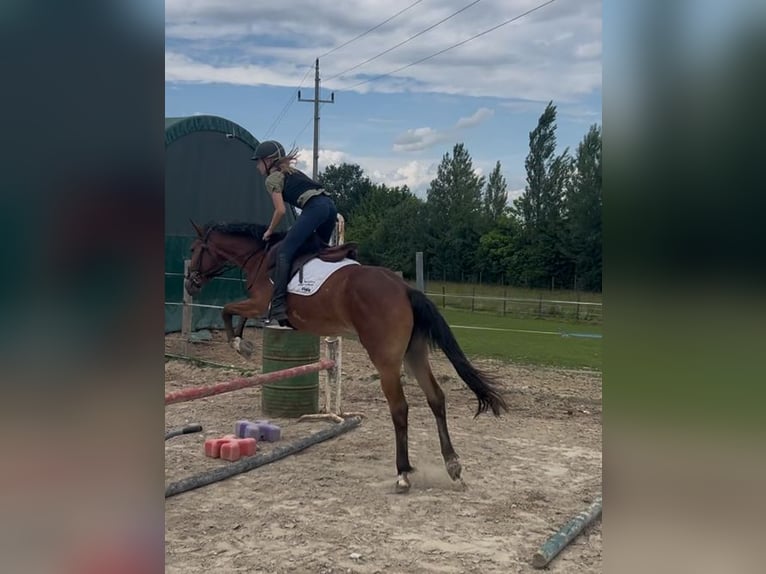 Inne kuce/małe konie Klacz 4 lat 150 cm Gniada in Uttendorf