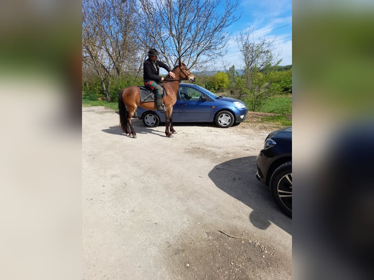 Inne kuce/małe konie Klacz 4 lat 150 cm Gniada in Bad Saulgau