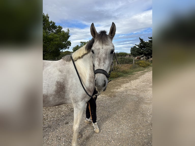 Inne kuce/małe konie Mix Klacz 4 lat 150 cm Może być siwy in Saint-Laurent-de-la-Salanque