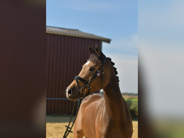 Inne kuce/małe konie Klacz 4 lat 151 cm Formy Brown Falb in Geilenkirchen