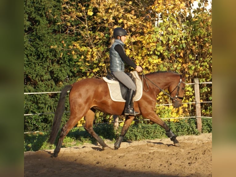 Inne kuce/małe konie Klacz 4 lat 152 cm Gniada in Velpke
